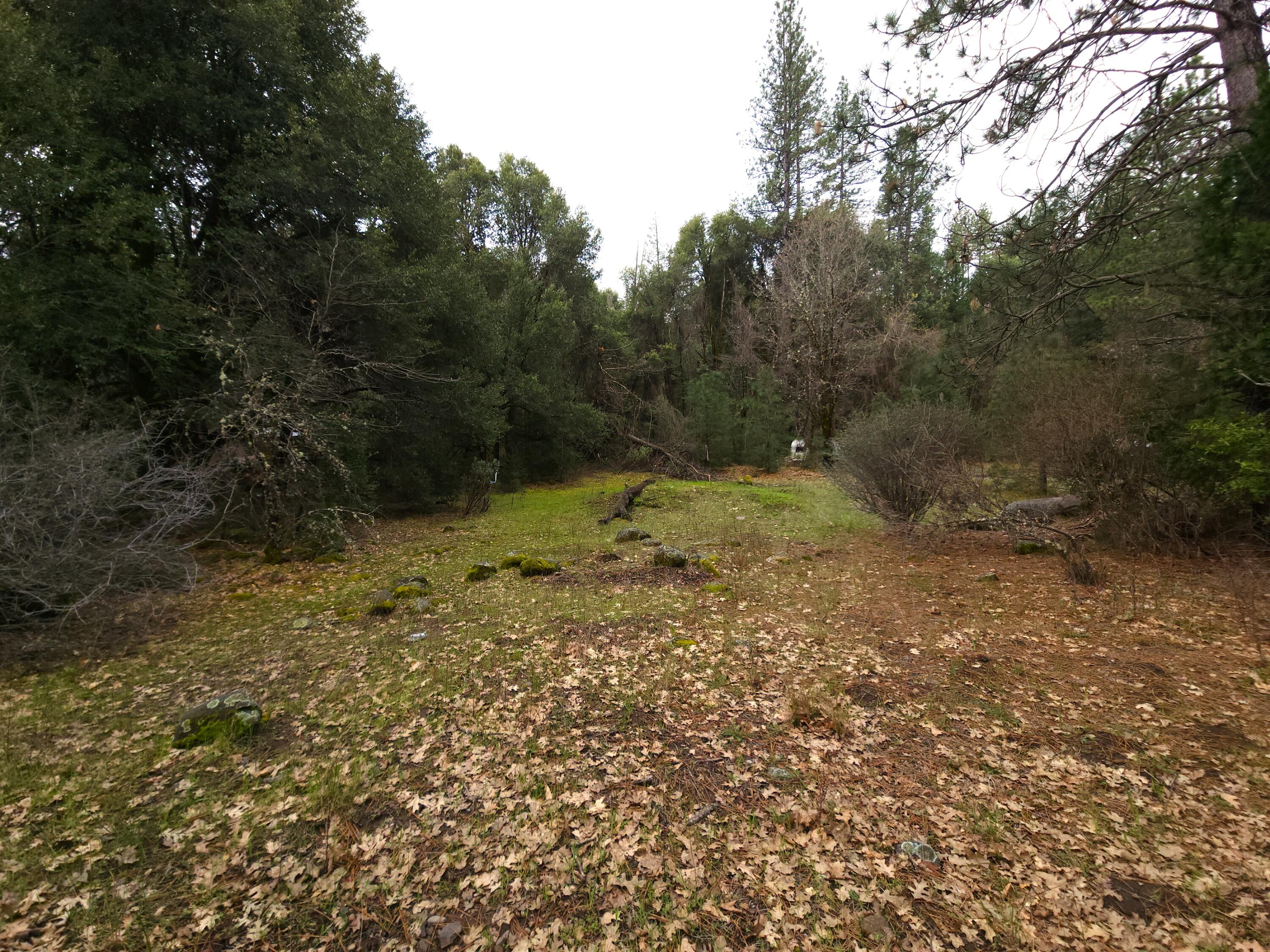 0 Phillips Road Oak Run, CA 96069 - Photo 20 of 37 a view of a yard with a tree
