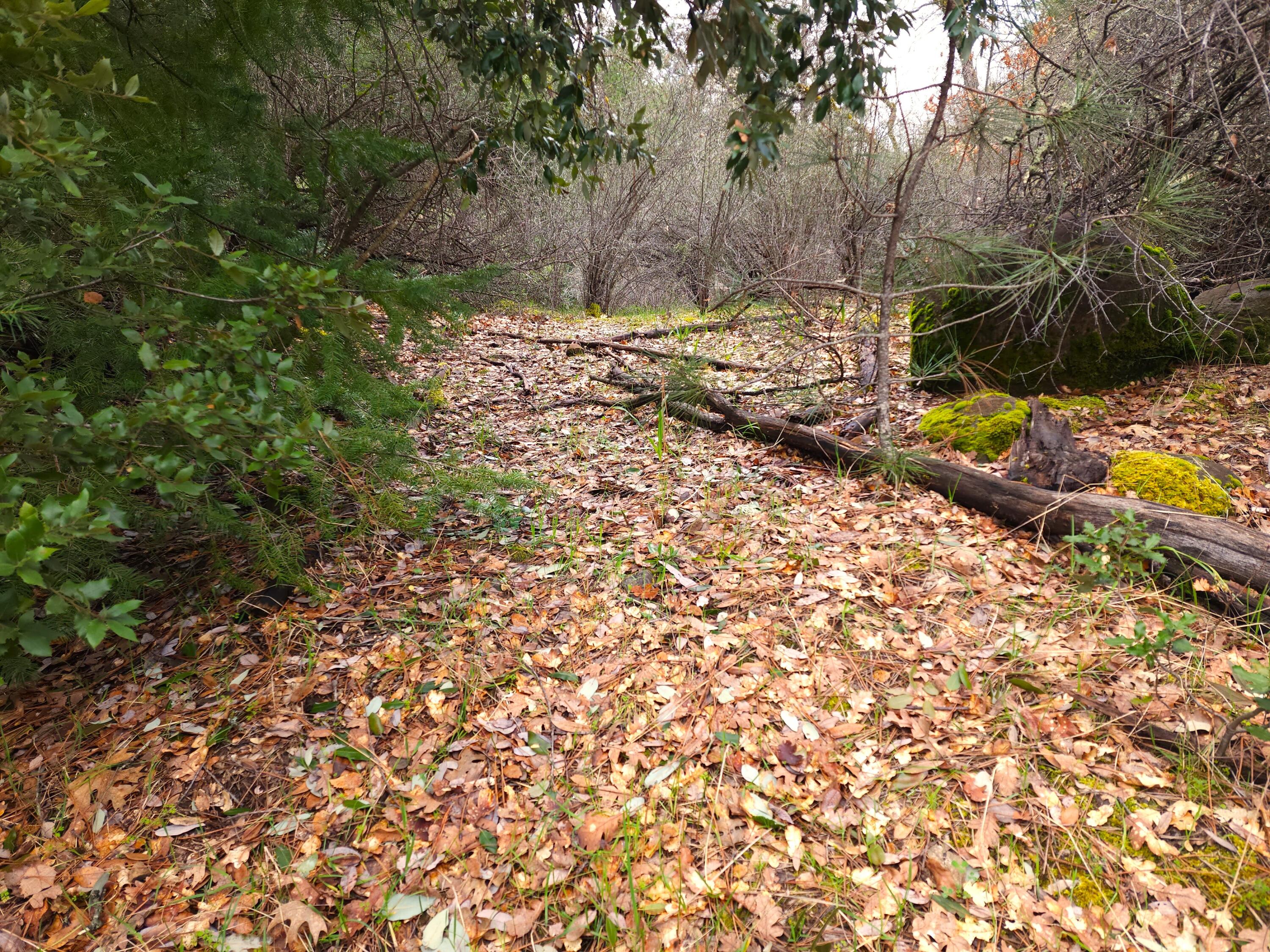 0 Phillips Road Oak Run, CA 96069 - Photo 21 of 37 a view of a yard with trees