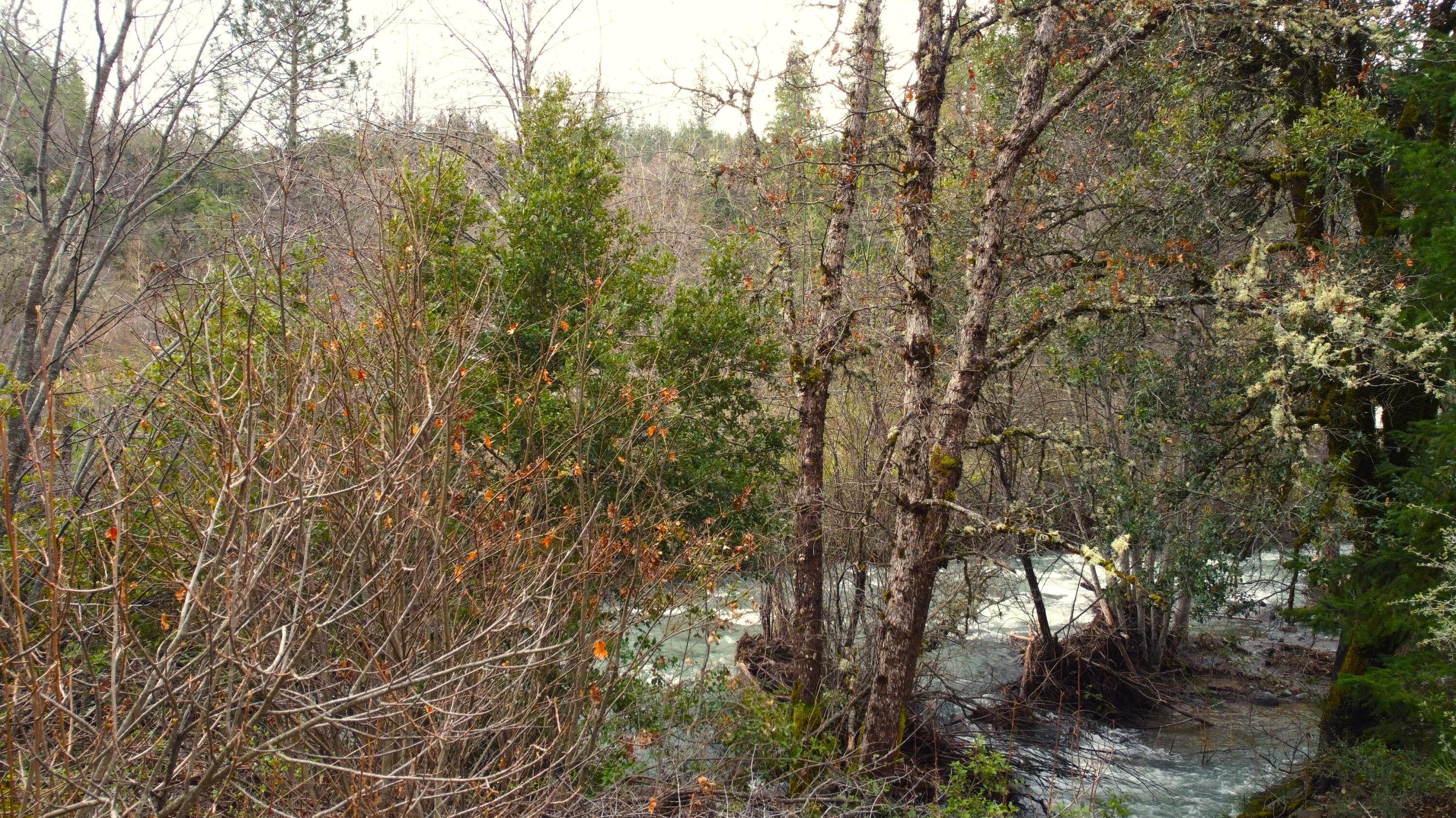 0 Phillips Road Oak Run, CA 96069 - Photo 37 of 37 a view of forest