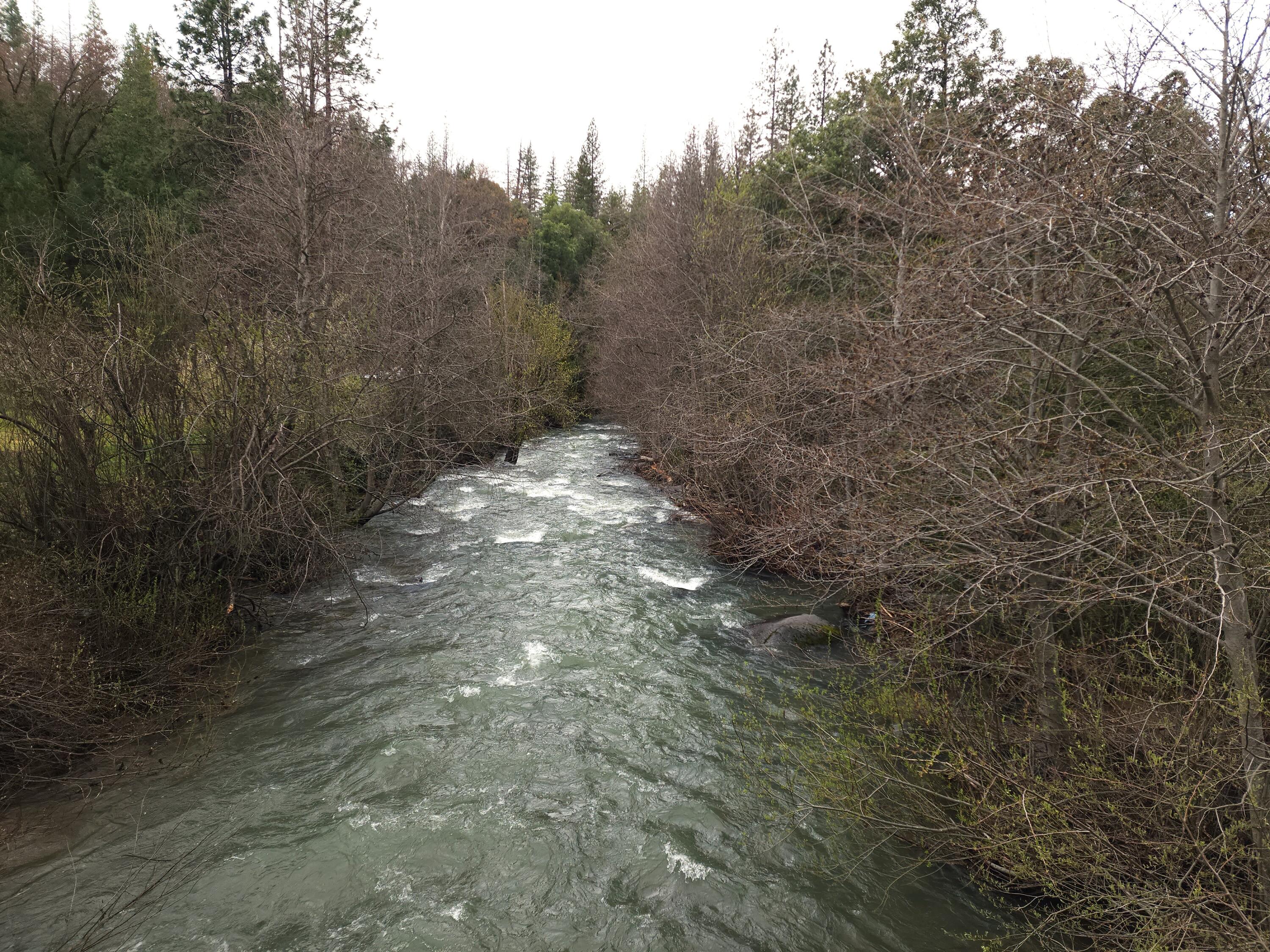 0 Phillips Road Oak Run, CA 96069 - Photo 4 of 37 a view of a yard with trees in the background