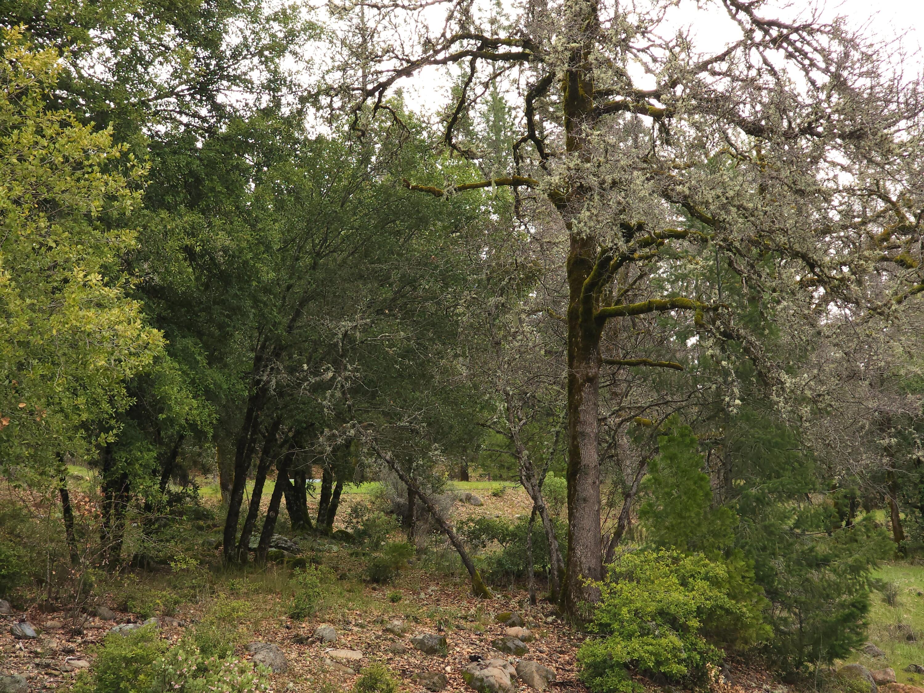 0 Phillips Road Oak Run, CA 96069 - Photo 8 of 37 a view of a forest with trees in the background