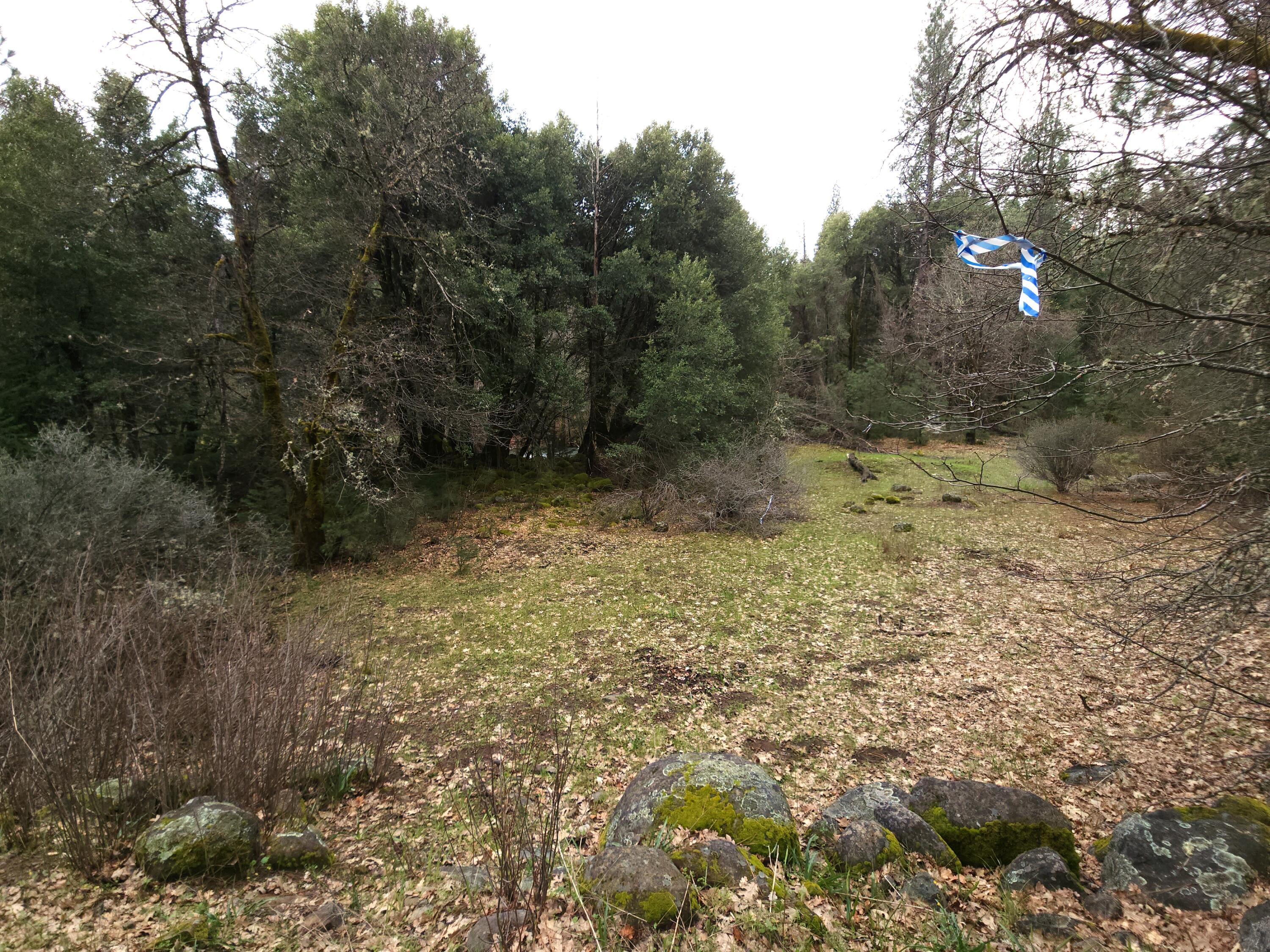 0 Phillips Road Oak Run, CA 96069 - Photo 9 of 37 a view of a yard with a tree