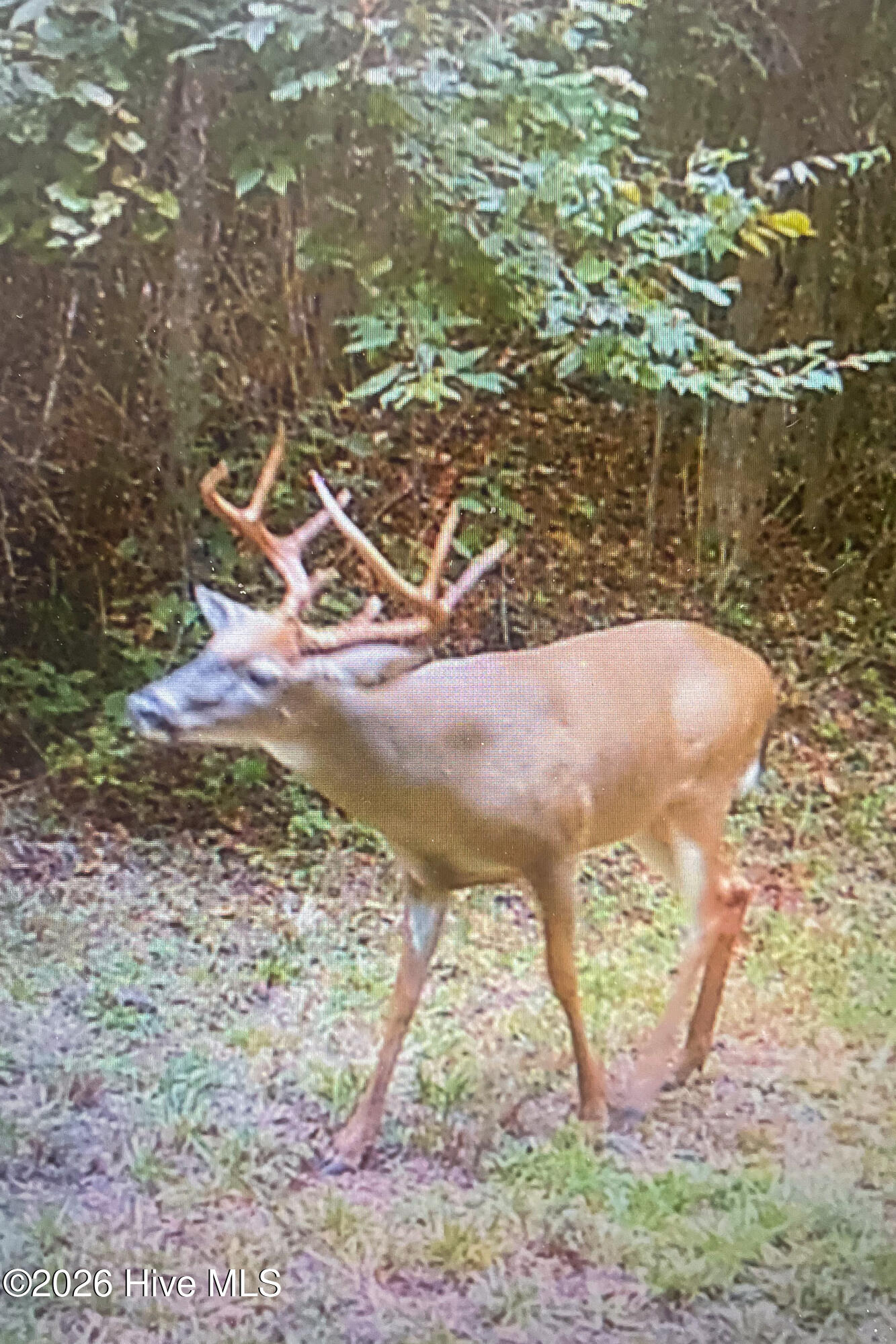 846 Briggs Road North Augusta, SC 29860 - Photo 54 of 58 Wildlife!