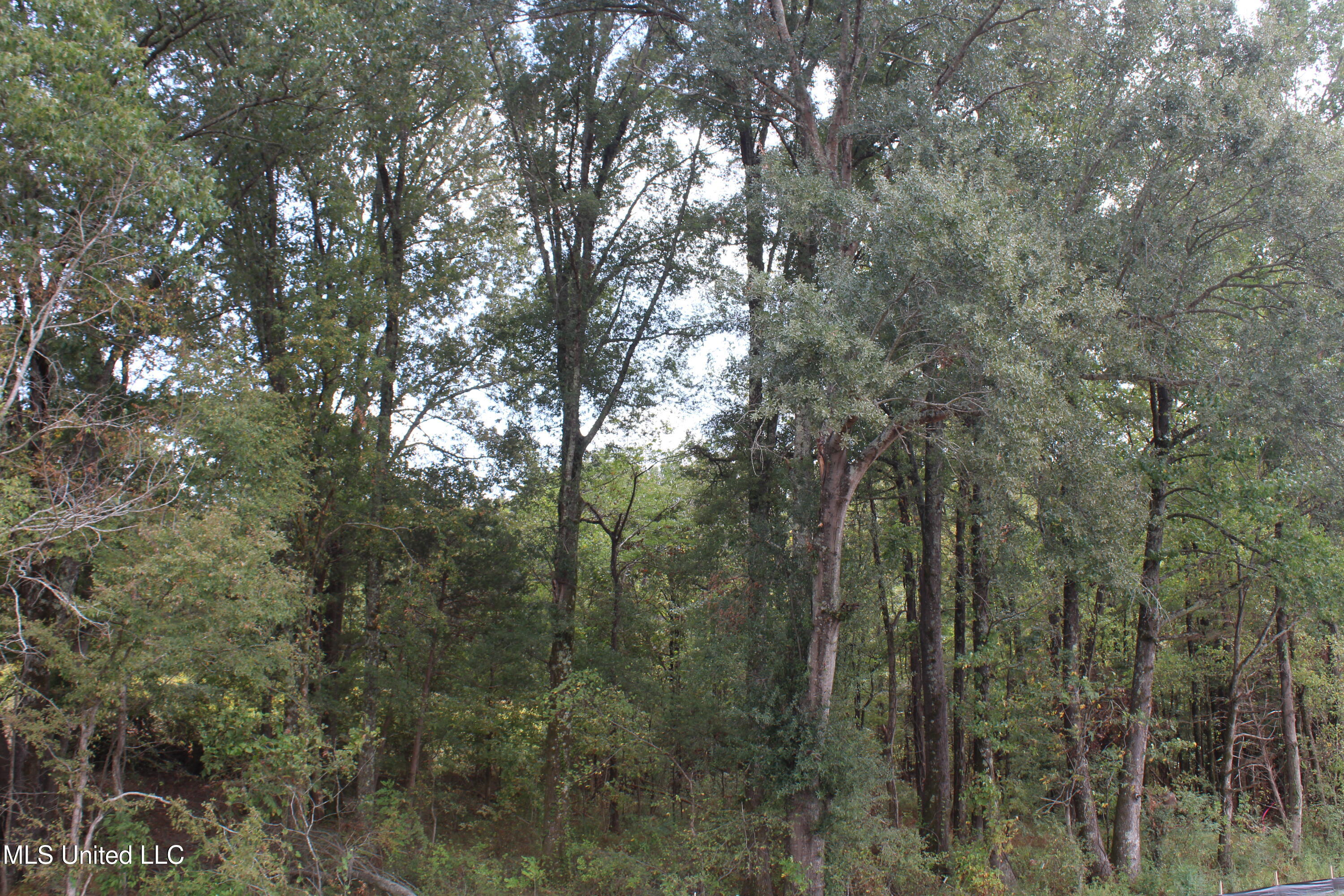 2 Hickory Hollow Road Coldwater, MS 38618 - Photo 38 of 70 IMG_6598