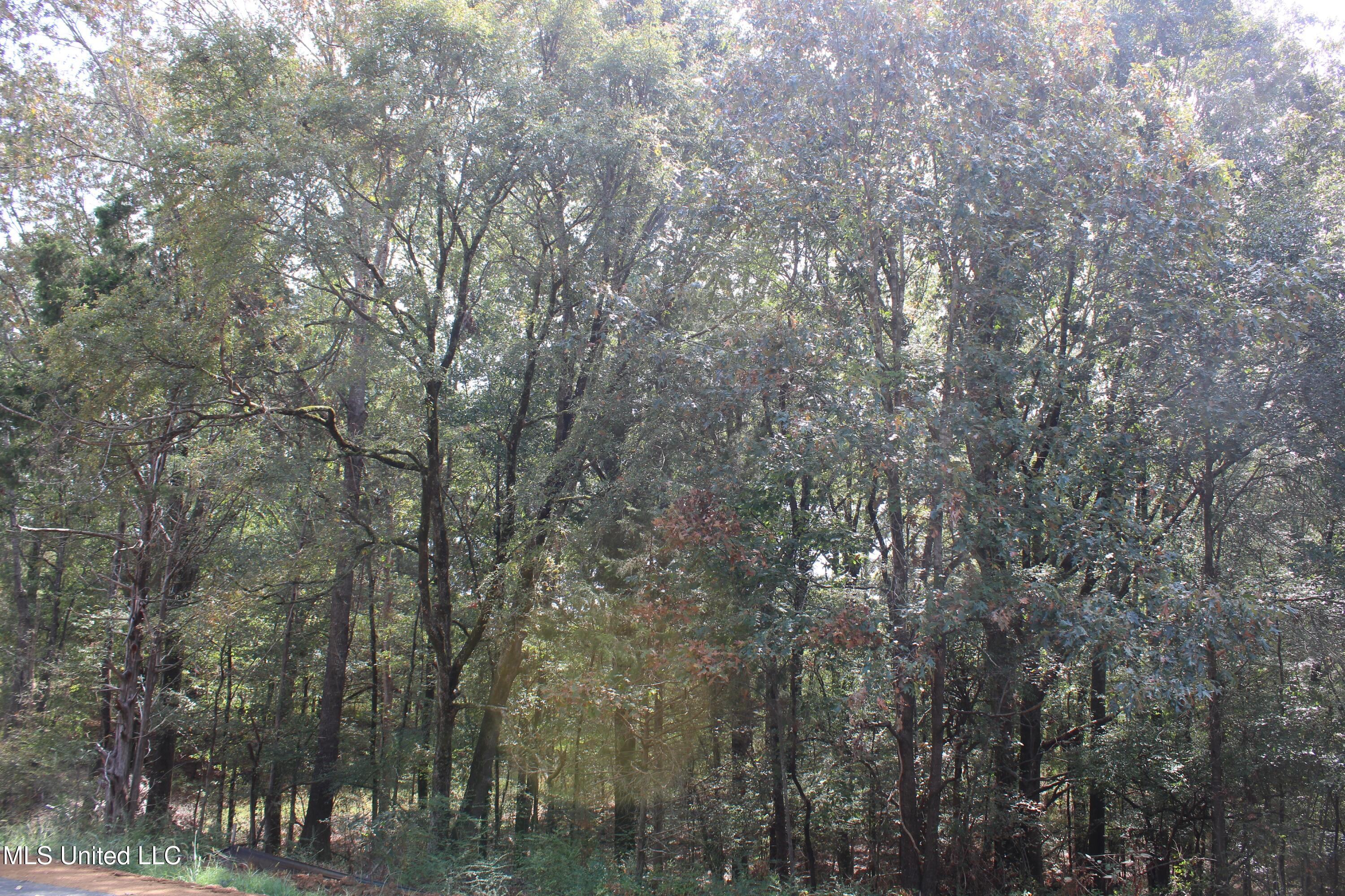 2 Hickory Hollow Road Coldwater, MS 38618 - Photo 4 of 70 IMG_6559