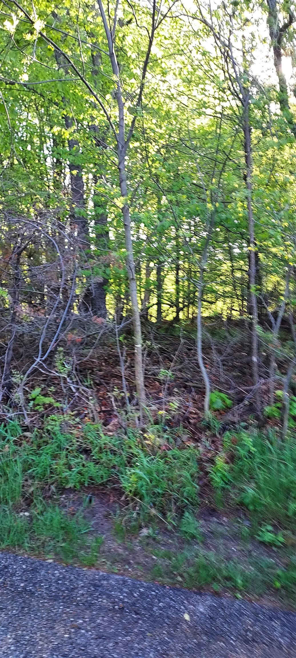 127 Founders Ridge Bellaire, MI 49615 - Photo 3 of 16