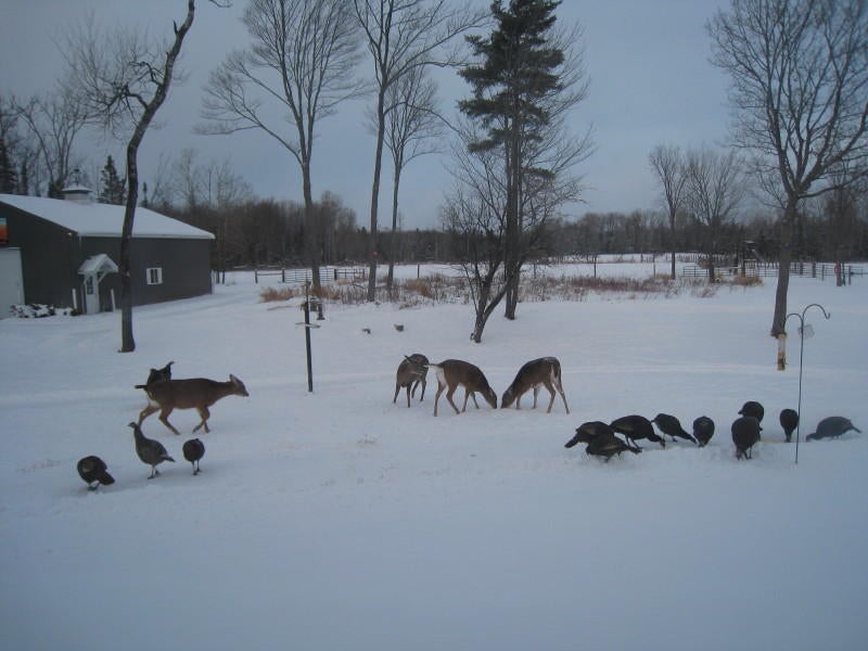 301 East 18 Mile Road Dafter, MI 49724 - Photo 67 of 74 Gallery Image 67