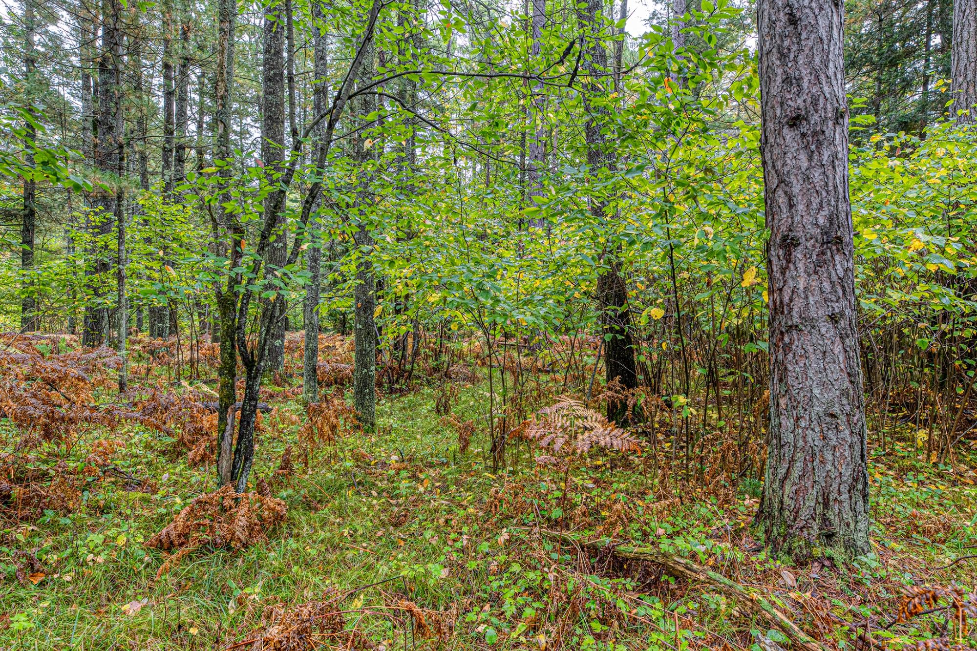 Off Loon Lake Road Eagle River, WI 54521 - Photo 18 of 24 Gallery Image 18