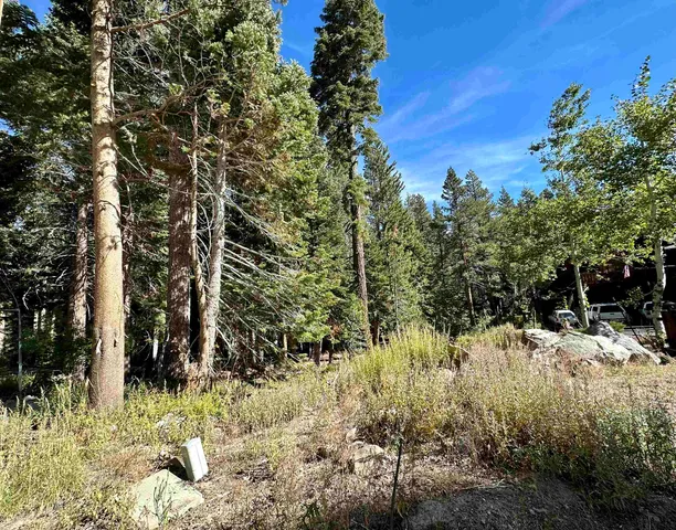 a view of a yard covered with trees