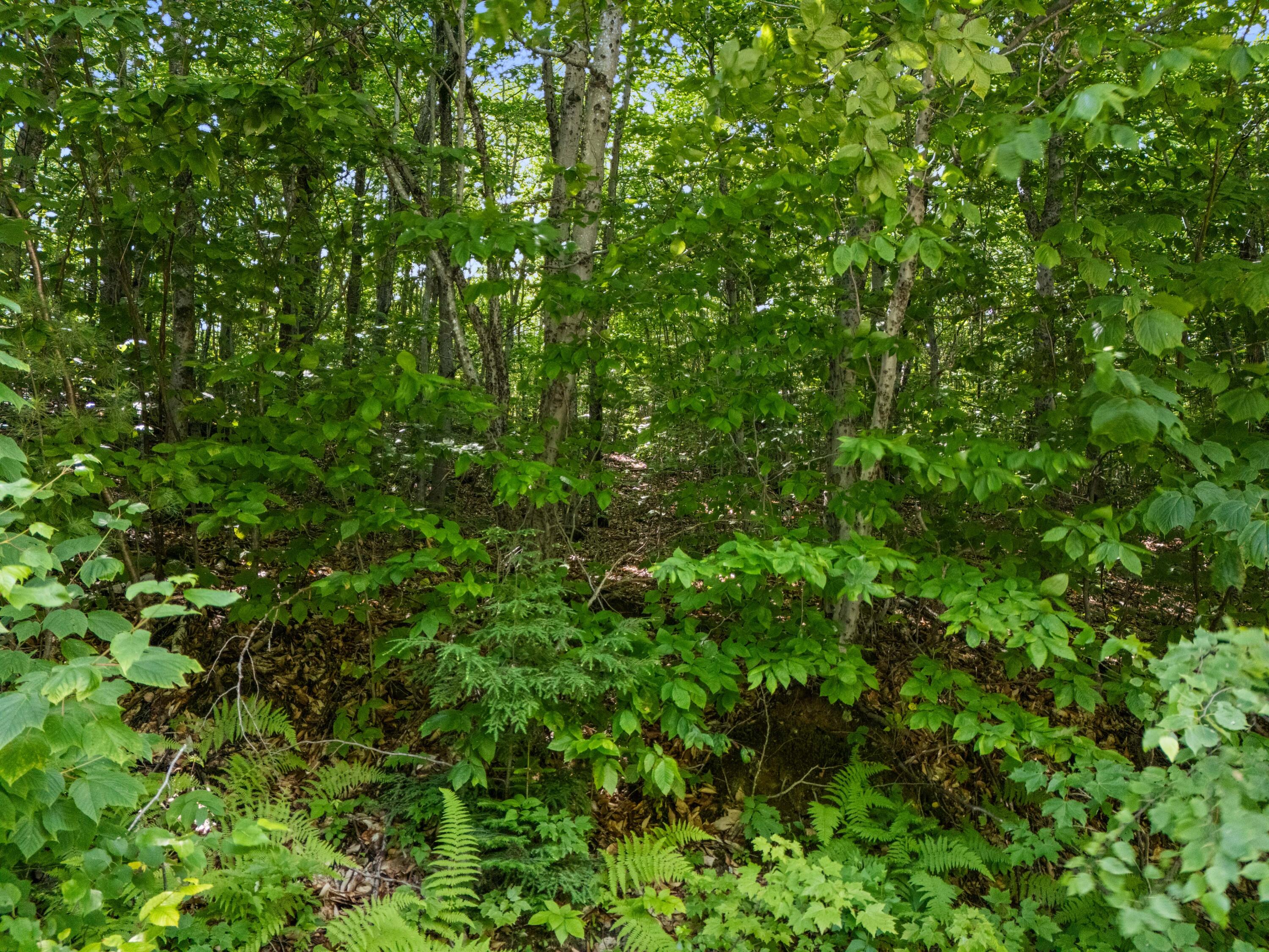 Lot 3 Fuller Hill Road Bryant Pond, ME 04219 - Photo 15 of 22 Map 4 Lot 41-3 Woodstock (15)
