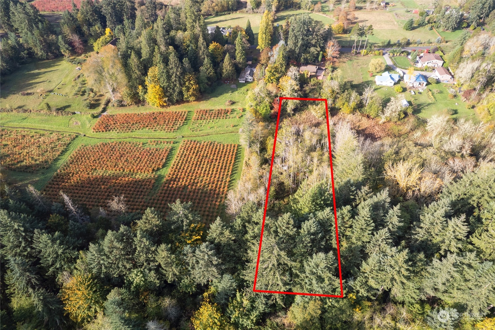 a view of a yard with plants