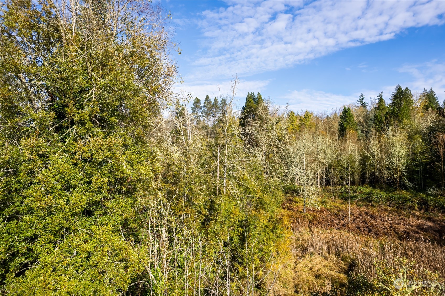 0 Gull Harbor Road Northeast Olympia, WA 98506 - Photo 6 of 10 a view of a yard with a tree
