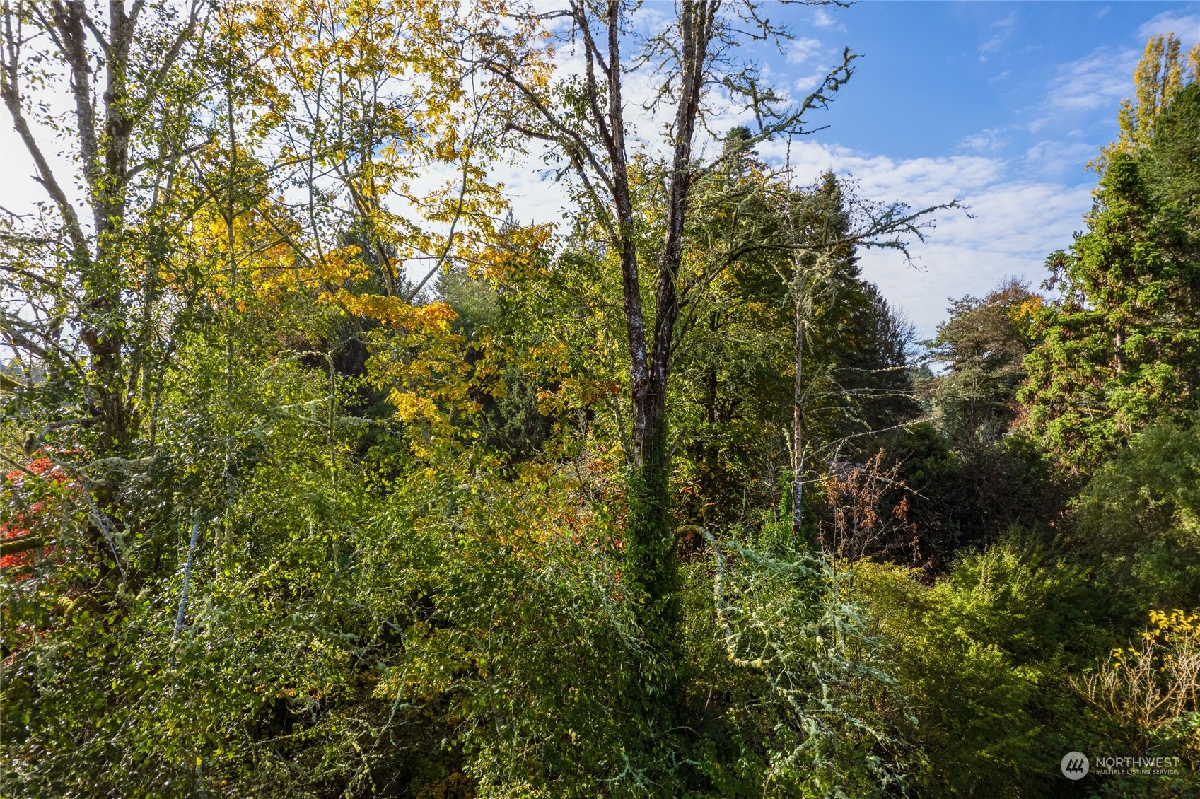 0 Gull Harbor Road Northeast Olympia, WA 98506 - Photo 7 of 10 a view of a tree