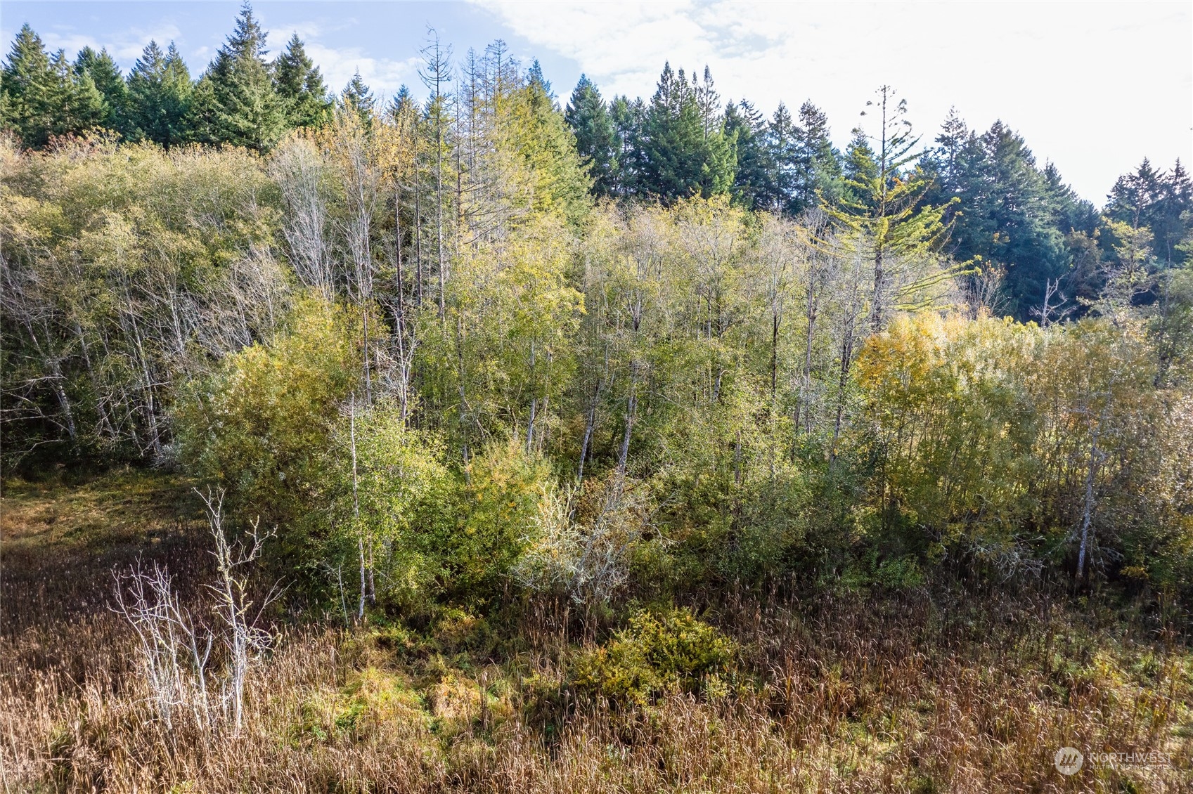 0 Gull Harbor Road Northeast Olympia, WA 98506 - Photo 8 of 10 a view of a forest with a lake