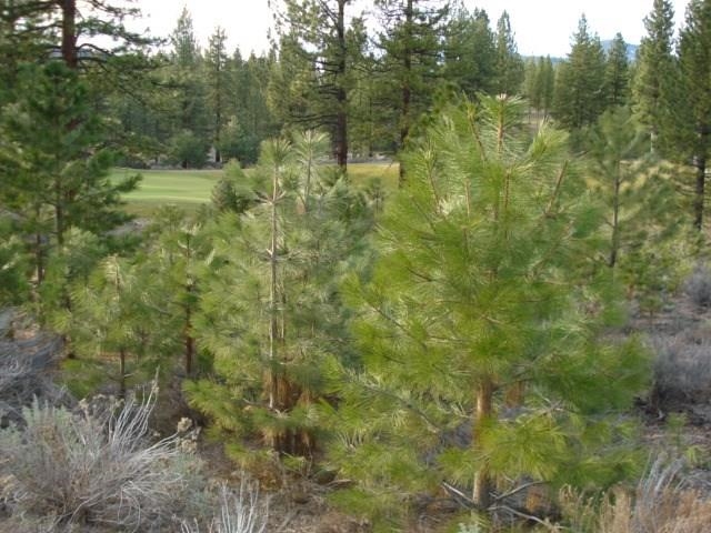 2152 Grizzly Ranch Road Portola, CA 96122 - Photo 5 of 8 Gallery Image 5