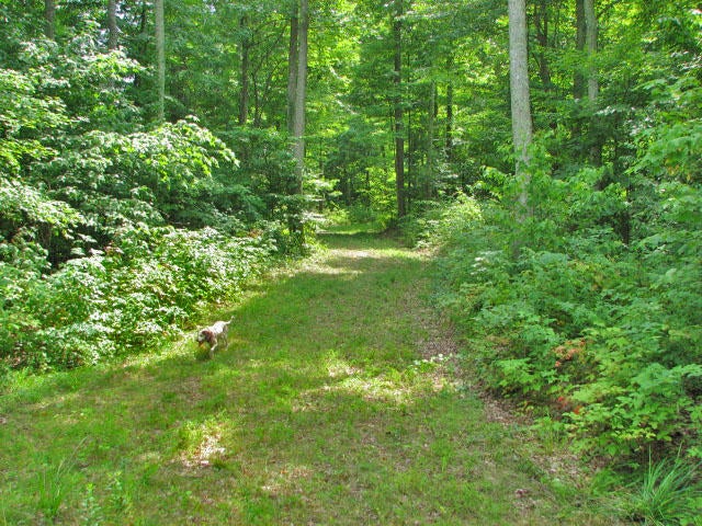 Mill Road Sandstone, WV 25985 - Photo 3 of 13 Gallery Image 3