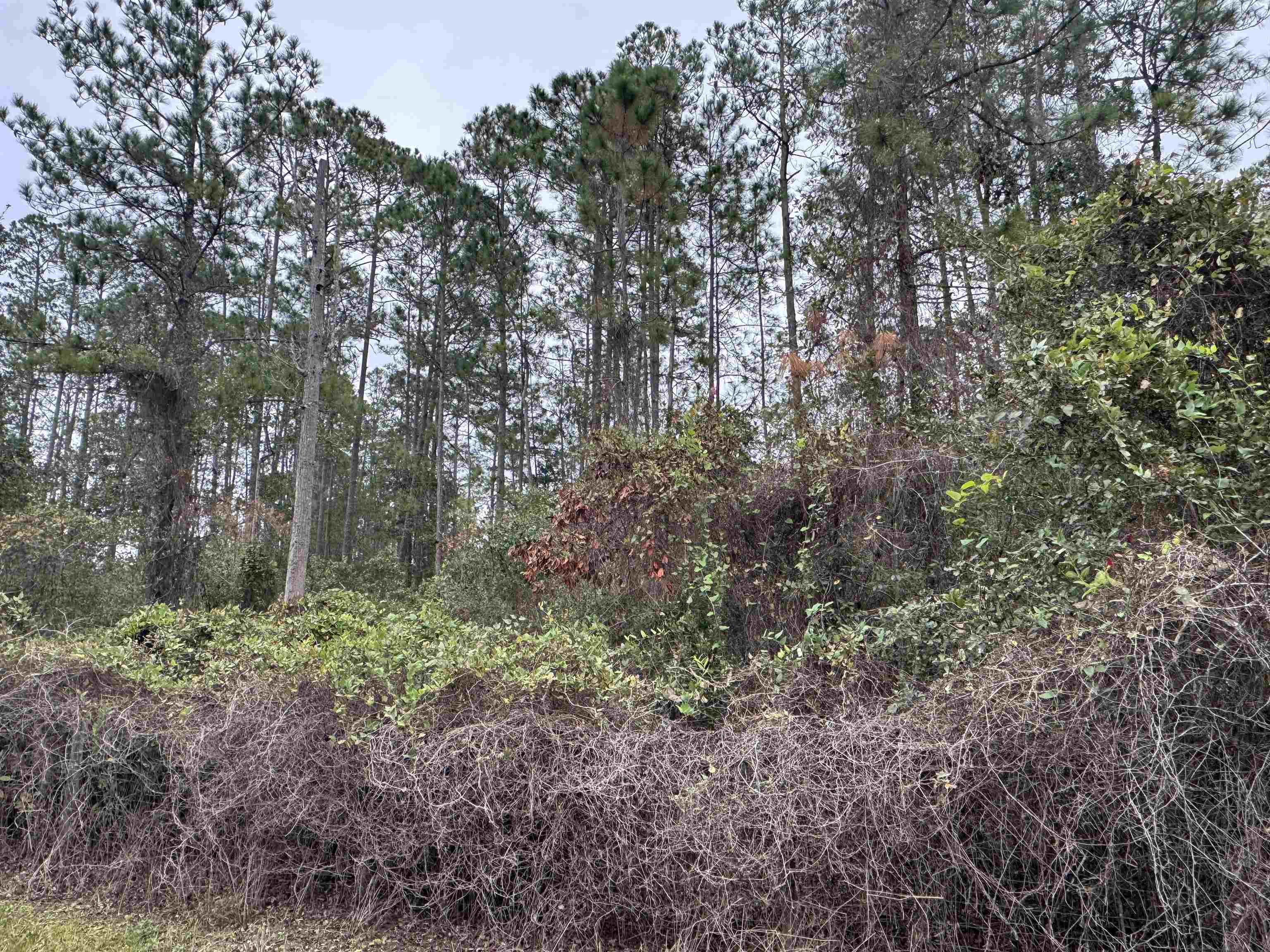 139 Peebles Road Interlachen, FL 32148 - Photo 3 of 8 a view of forest