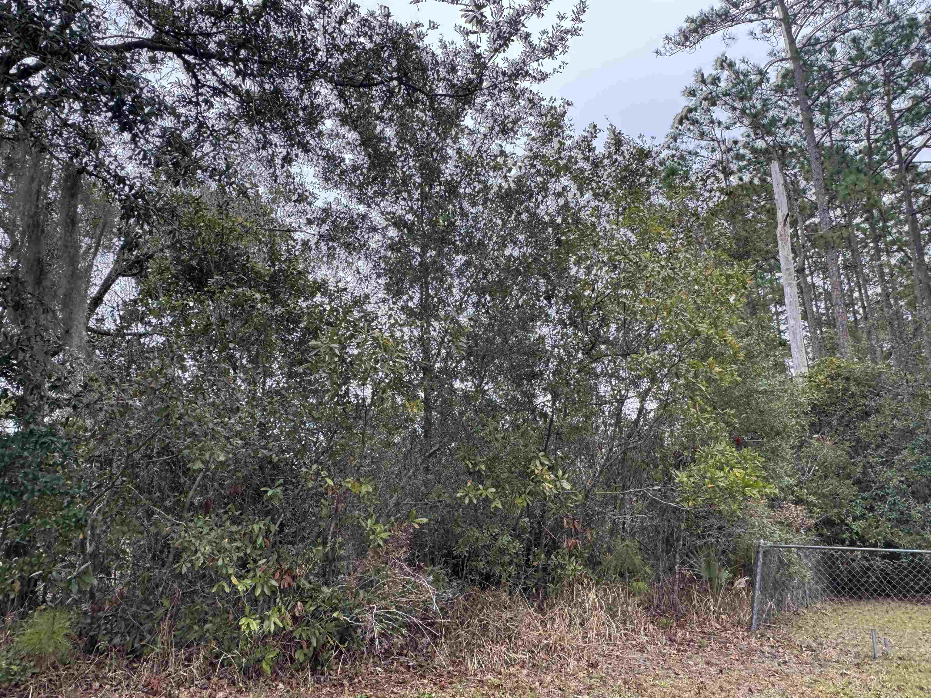 139 Peebles Road Interlachen, FL 32148 - Photo 5 of 8 a view of a forest with a tree