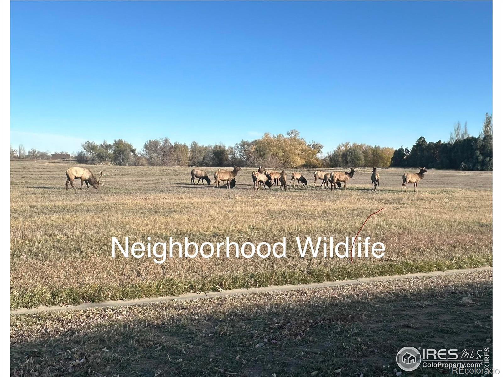 3453 Rhea Drive Loveland, CO 80537 - Photo 33 of 33 a view of a park with an ocean view