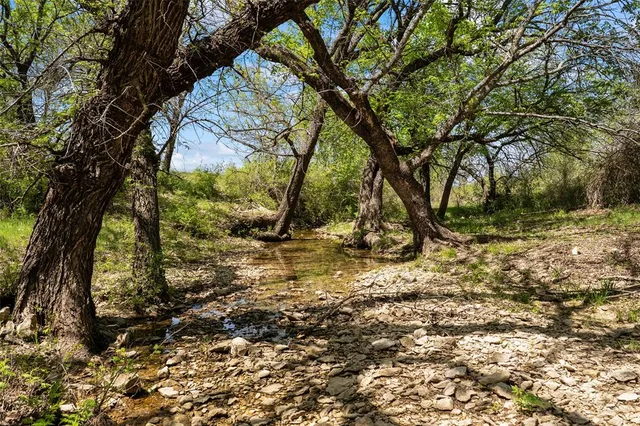 a view of a yard with plants and trees