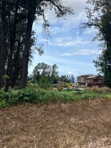 a view of a big yard with plants and large trees