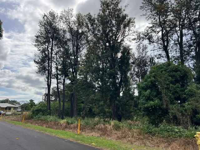 a view of a forest with a tree