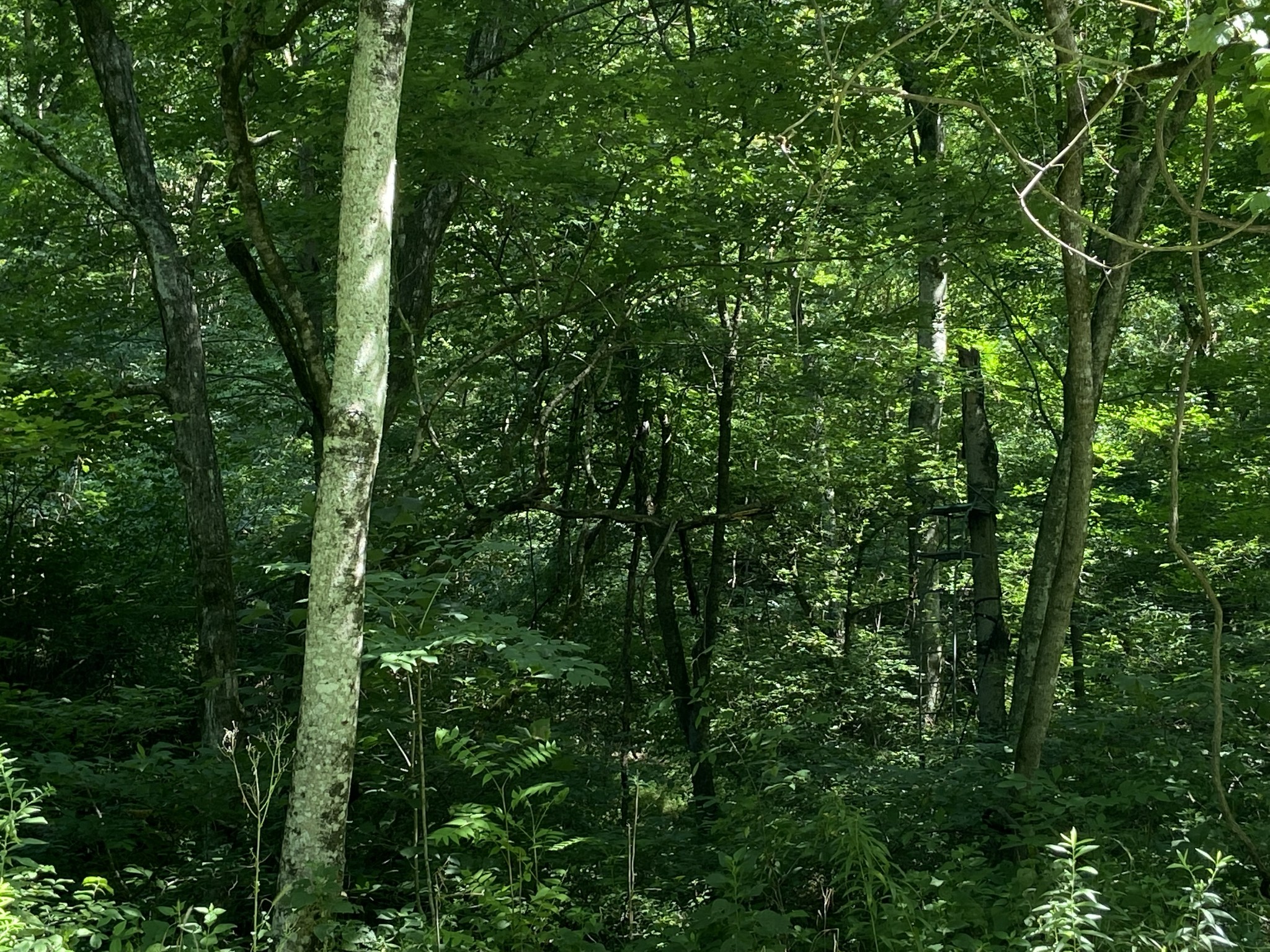 0 Hagan Hill Road Petersburg, TN 37144 - Photo 11 of 12 a view of a lush green forest