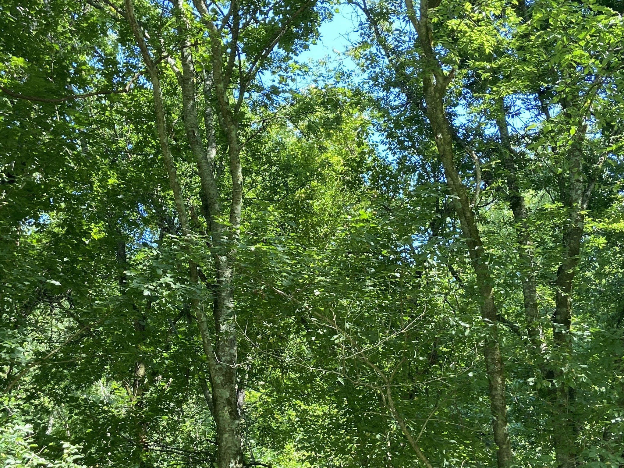 0 Hagan Hill Road Petersburg, TN 37144 - Photo 12 of 12 a view of a lush green forest