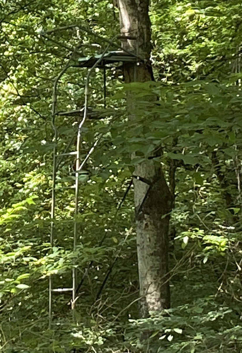 0 Hagan Hill Road Petersburg, TN 37144 - Photo 3 of 12 a view of a tree