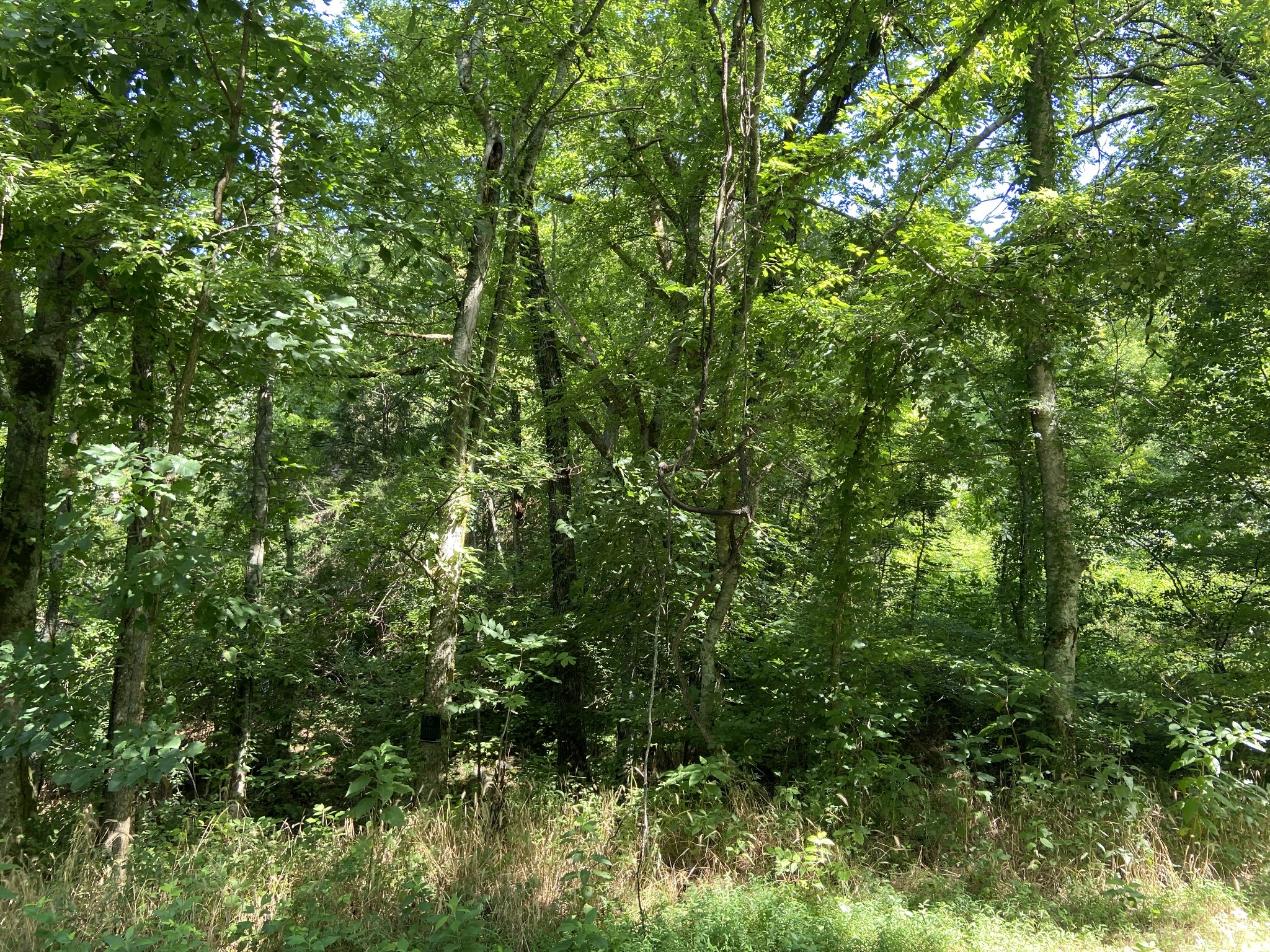 0 Hagan Hill Road Petersburg, TN 37144 - Photo 4 of 12 a view of a lush green forest