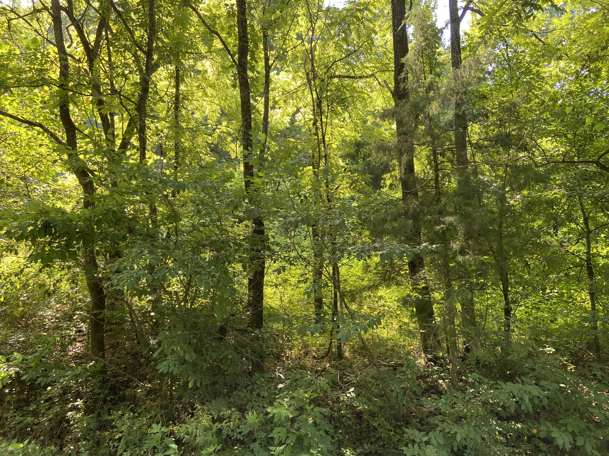 0 Hagan Hill Road Petersburg, TN 37144 - Photo 5 of 12 a view of a yard