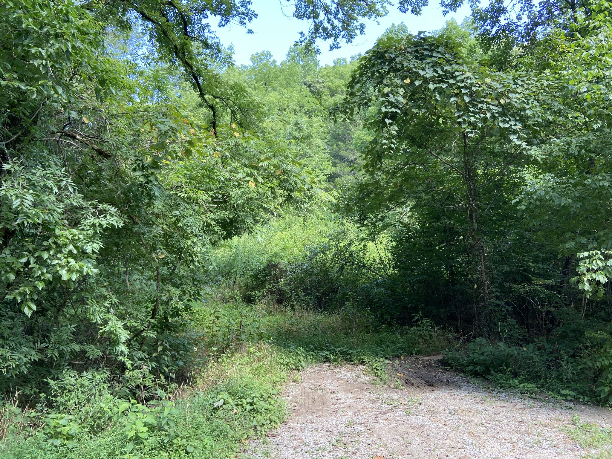 0 Hagan Hill Road Petersburg, TN 37144 - Photo 6 of 12 a view of a lush green forest