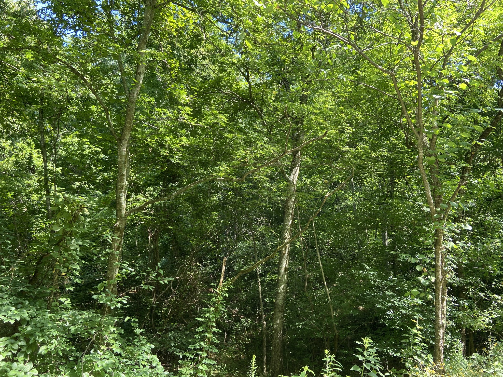 0 Hagan Hill Road Petersburg, TN 37144 - Photo 7 of 12 a view of a lush green forest