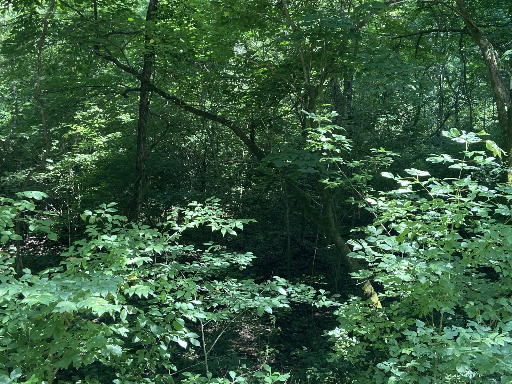 0 Hagan Hill Road Petersburg, TN 37144 - Photo 8 of 12