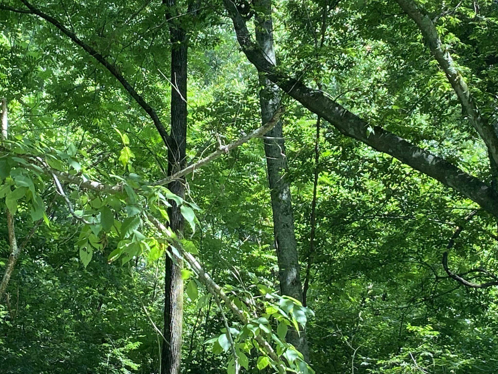 0 Hagan Hill Road Petersburg, TN 37144 - Photo 9 of 12 a view of a lush green forest