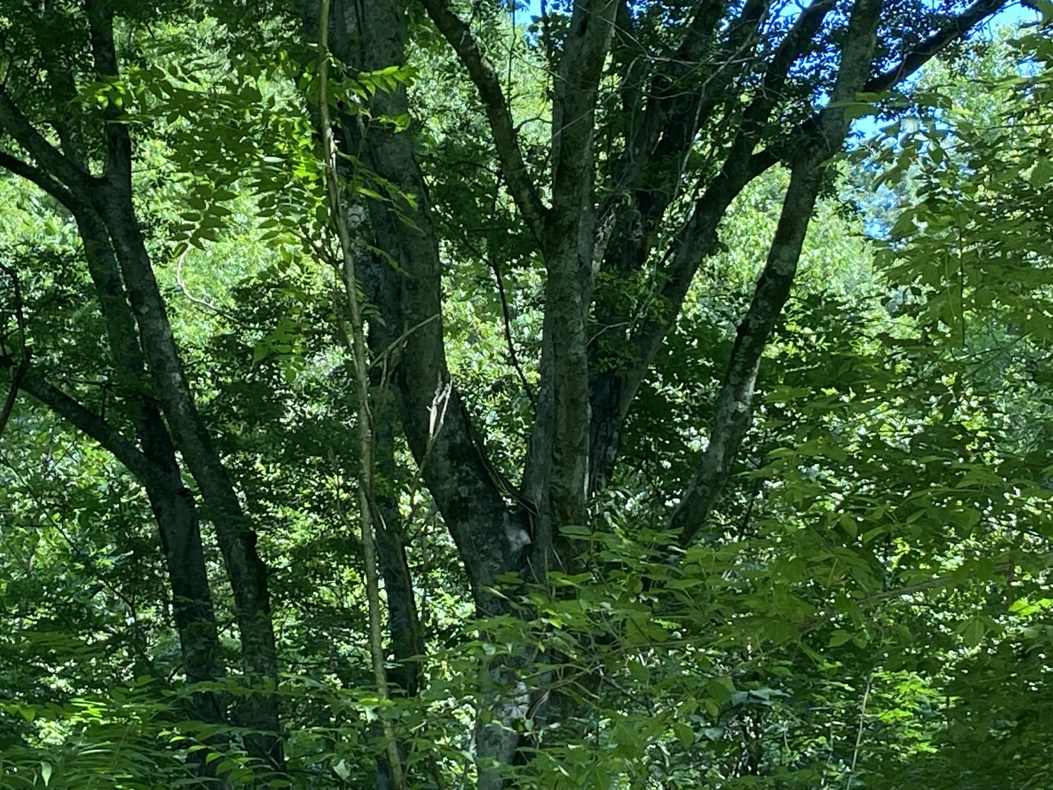 0 Hagan Hill Road Petersburg, TN 37144 - Photo 10 of 12 a view of a lush green forest