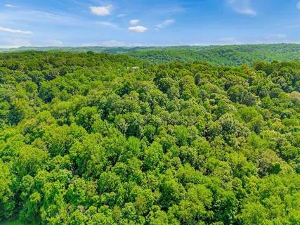 a view of a big yard with plants and a big yard