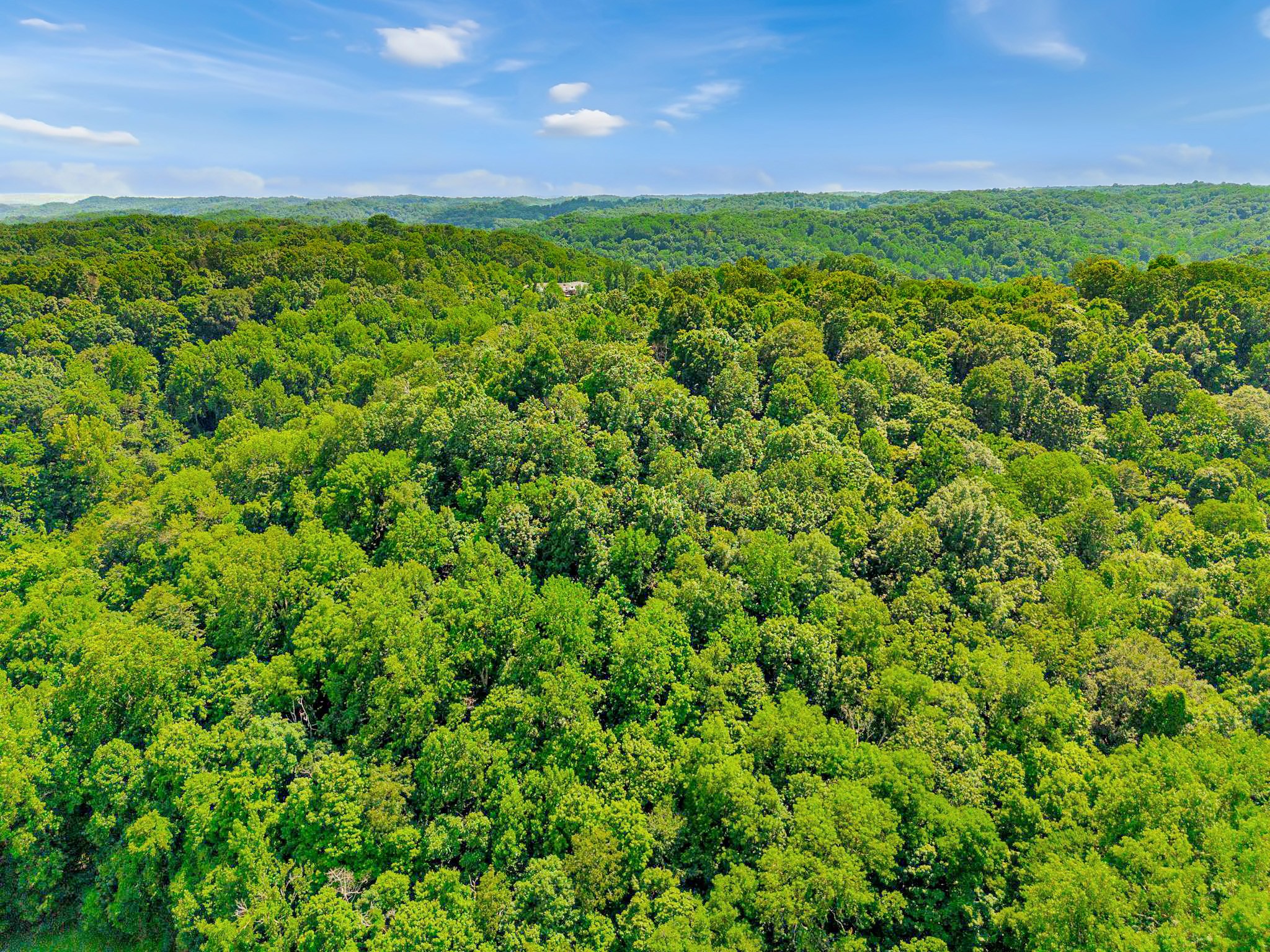 0 Tranham Road Whites Creek, TN 37189 - Photo 12 of 12 a view of a big yard with plants and a big yard