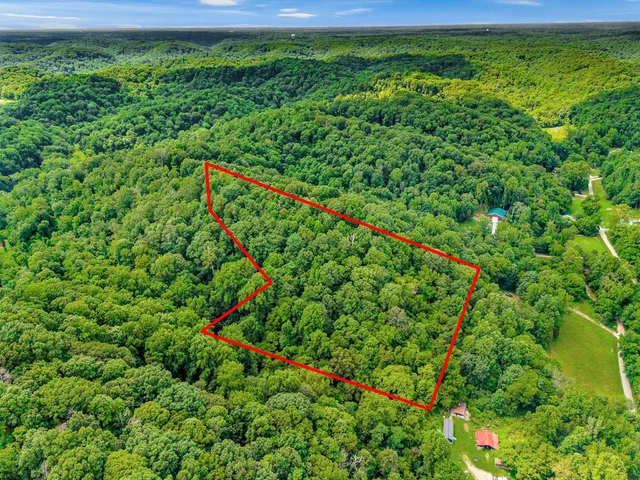 a close up of a plant