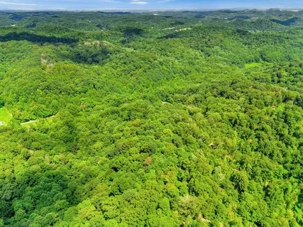 a view of a lush green space