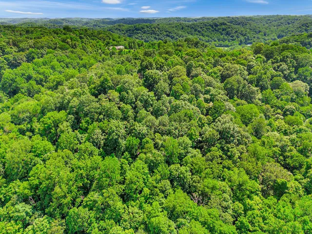 a view of a lush green forest