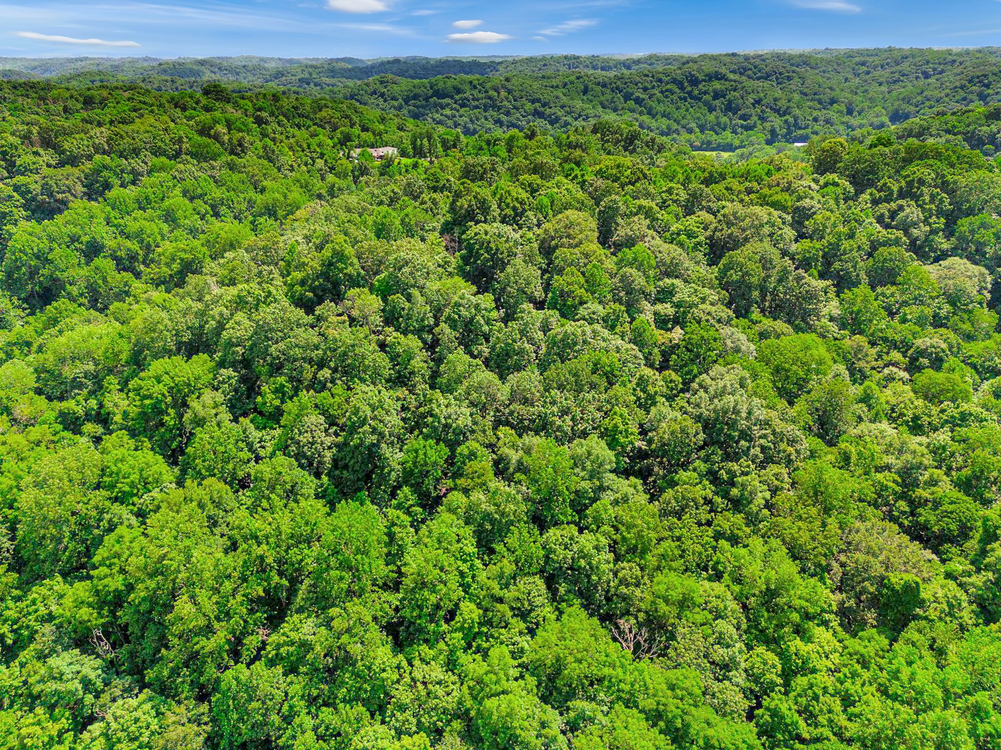 0 Tranham Road Whites Creek, TN 37189 - Photo 10 of 12 a view of a lush green forest