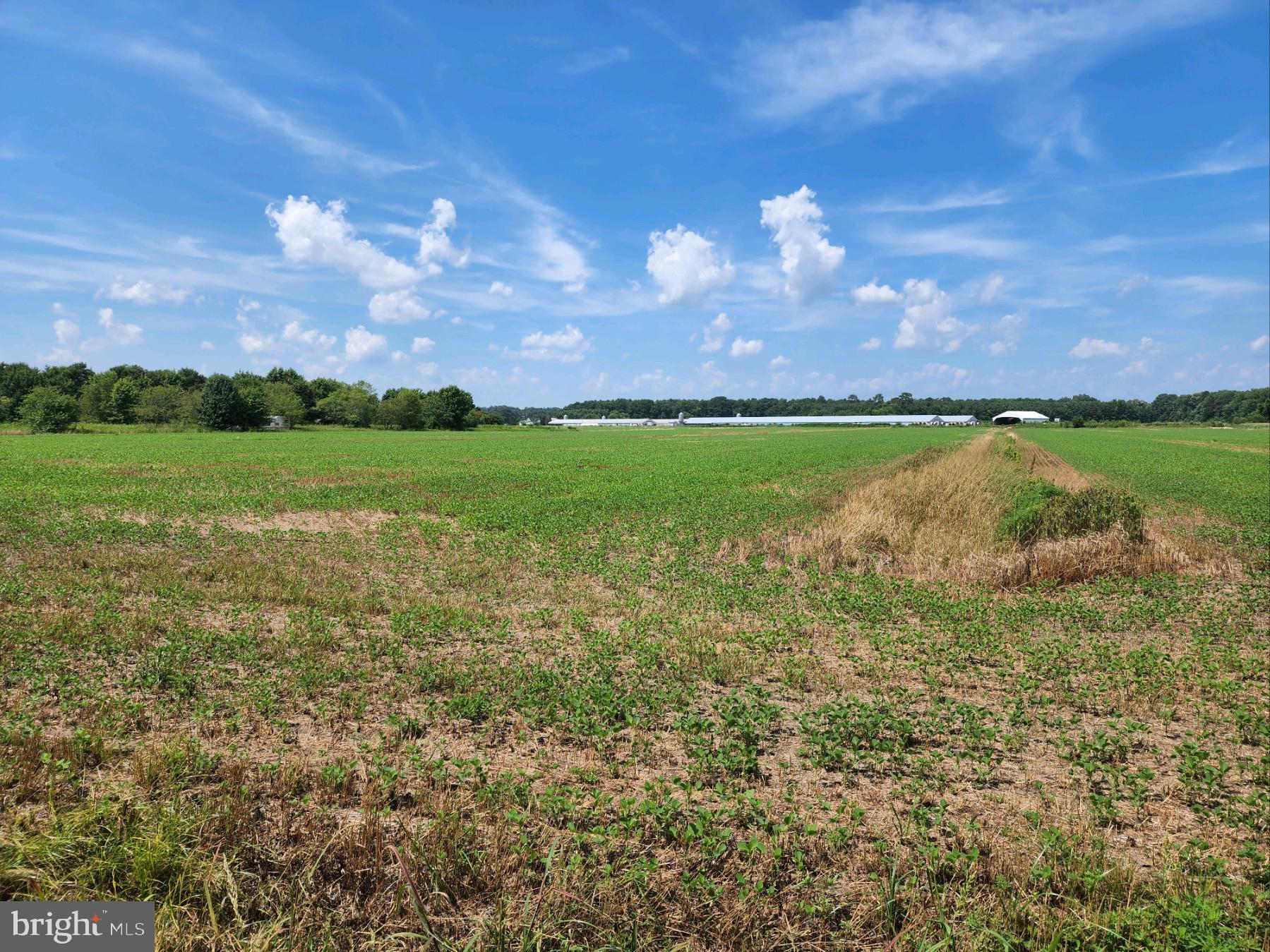 Sheephouse Road Pocomoke City, MD 21851 - Photo 2 of 6 Gallery Image 2