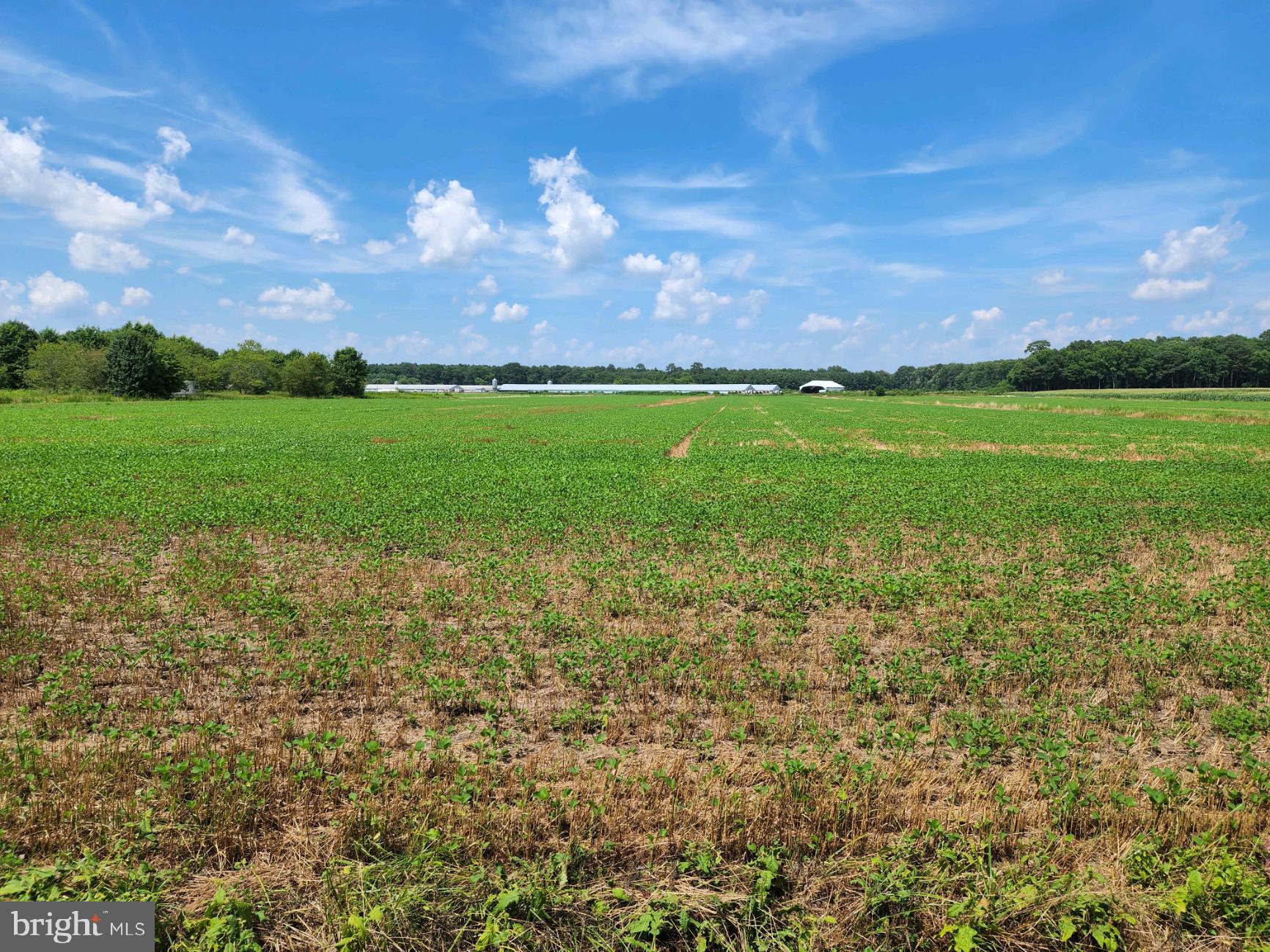 Sheephouse Road Pocomoke City, MD 21851 - Photo 4 of 6 Gallery Image 4