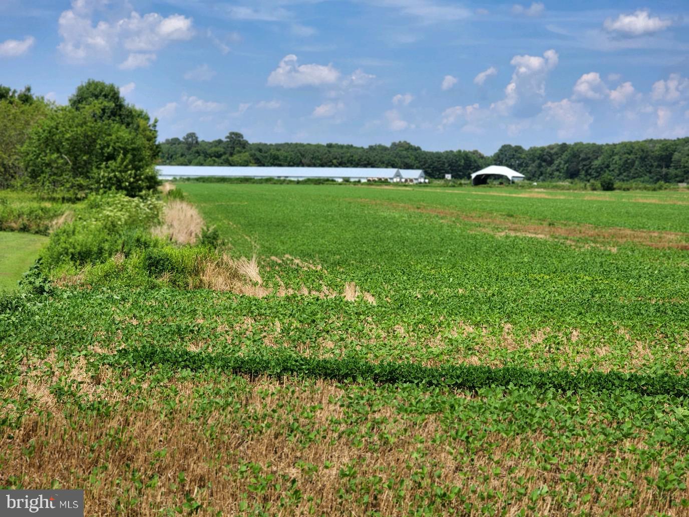 Sheephouse Road Pocomoke City, MD 21851 - Photo 5 of 6 Gallery Image 5