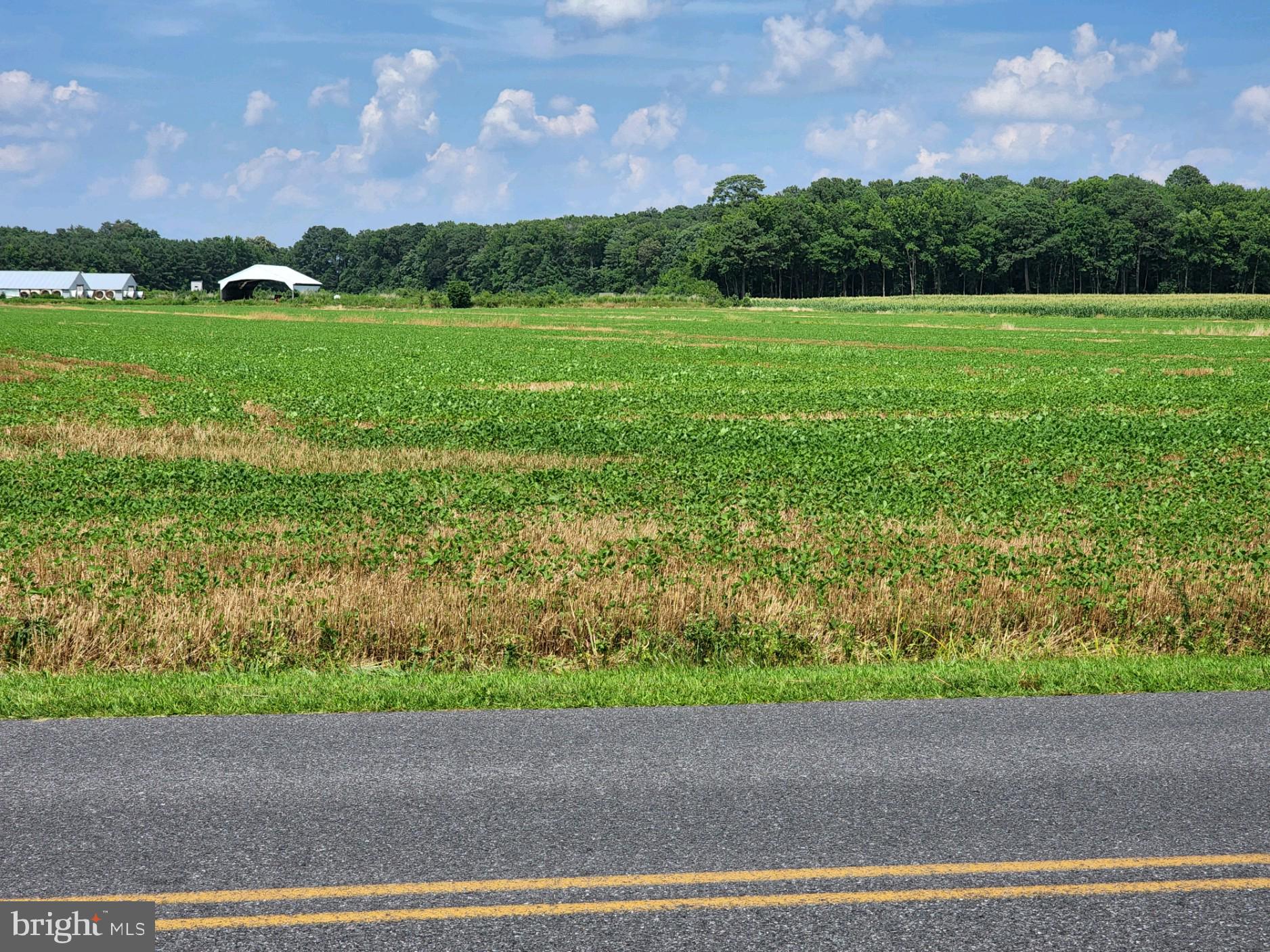 Sheephouse Road Pocomoke City, MD 21851 - Photo 6 of 6 Gallery Image 6