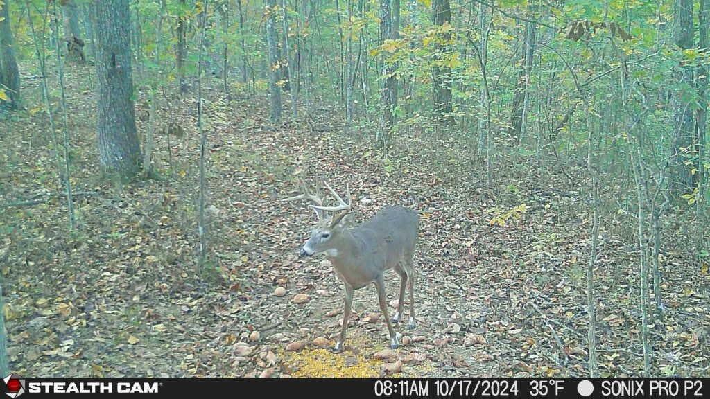 700 Clay Camp Road Hitchins, KY 41146 - Photo 85 of 108 Buck
