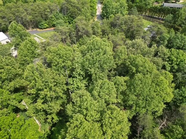 a view of a lush green forest with large trees
