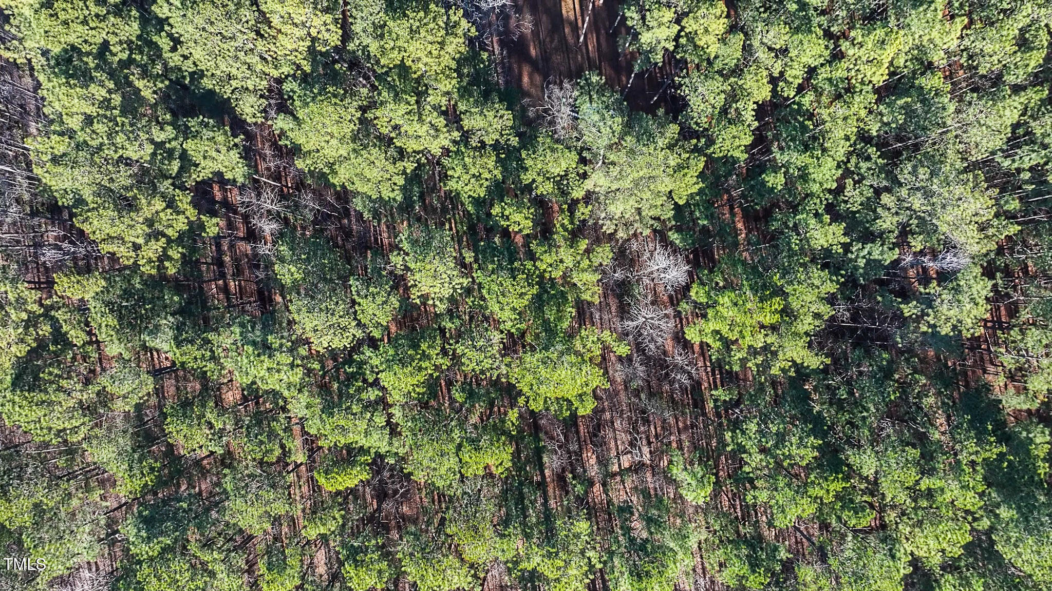Off J B Morgan Road Apex, NC 27523 - Photo 12 of 14 a close up of a plant