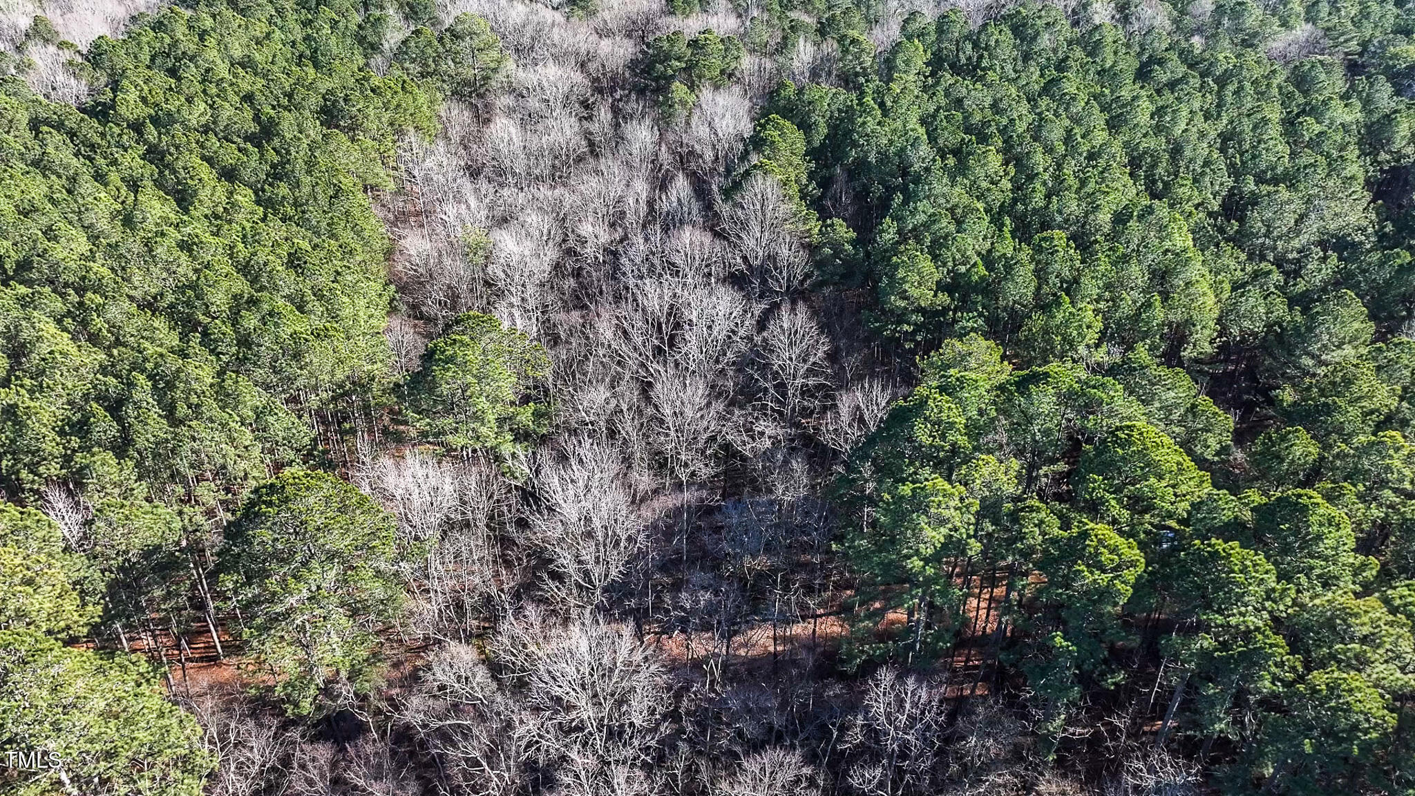Off J B Morgan Road Apex, NC 27523 - Photo 13 of 14 a view of a forest with a tree